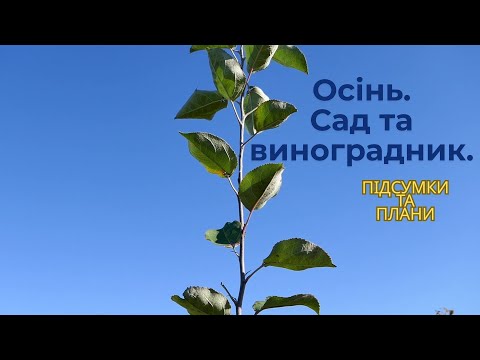 Видео: Осінь. Сад та виноградник. Підсумки та плани.