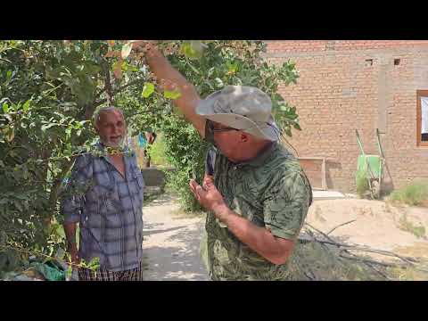 Видео: Пистаҳои Чорбоғ. 900004489 барои тамос. Пистаҳои ноҳияи Варзоб, деҳаи Чорбоғ.