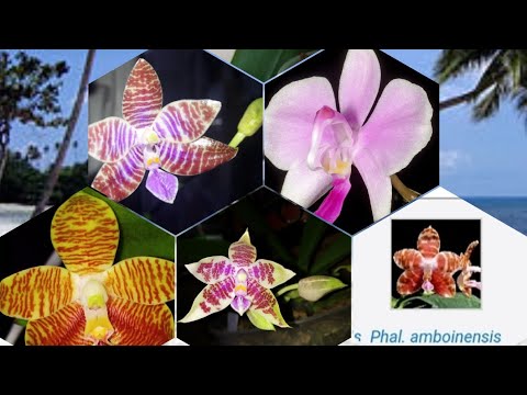 Видео: Орхидеи природники в моей коллекции.