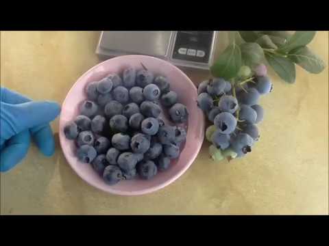 Видео: Обзор голубики на участке.... Мы начинающие....учимся! ))