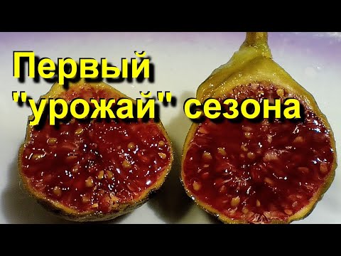 Видео: Инжир. Первый "урожай"  и новая теплица. 2023 05 06