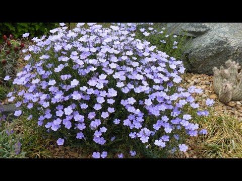Видео: ВОЗДУШНЫЕ кружева! Лучшие ВУАЛЬНЫЕ  растения для вашего сада