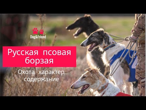 Видео: Русская псовая борзая в охоте, характер, содержание. Все о породе