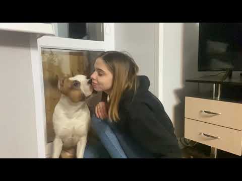 Видео: Куда пропал Рокки. Аллергия у собак. Мы возвращаемся. Жизнь собаки порода Амстафф.