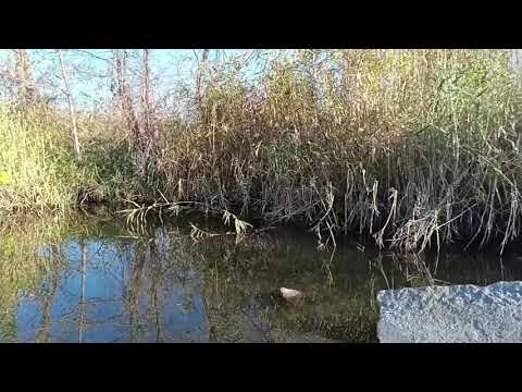 Видео: Отпускаю черепаху.