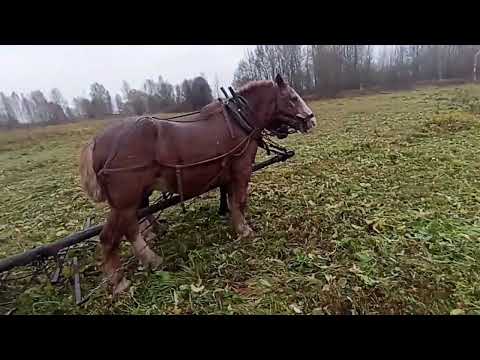 Видео: Косим оттаву на корм скоту. 