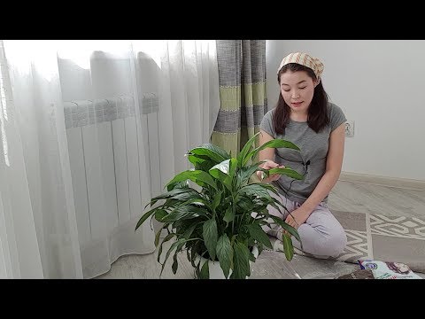 Видео: Әйел бақыты ГҮЛІН бірге құтқарайық//Как пересадить ЖЕНСКОЕ СЧАСТЬЕ?