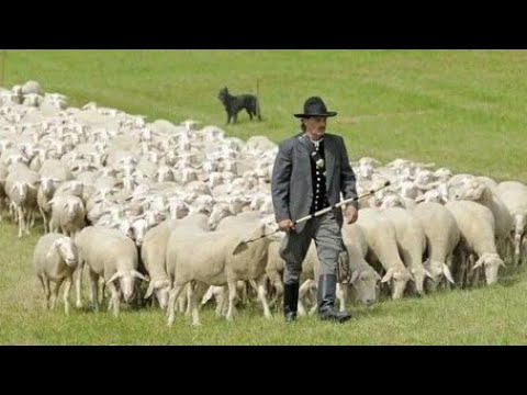 Видео: Плен. 1. Пастух и стадо