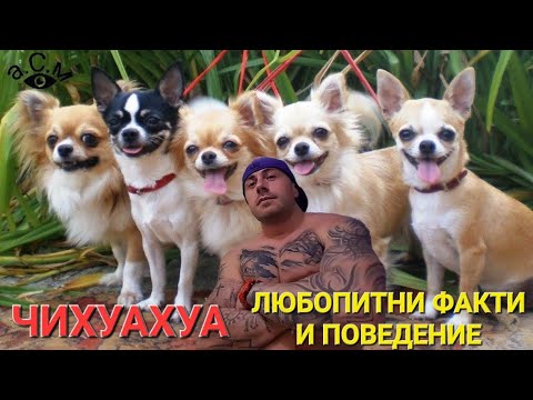 Видео: ЧИХУАХУА - ЛЮБОПИТНИ ФАКТИ И ПОВЕДЕНИЕ   а.С.м