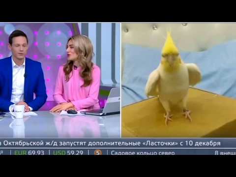 Видео: Приколы 2017 Прямой эфир Москва 24 ГРИБЫ "ТАЕТ ЛЕД"