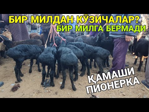 Видео: ПИОНЕРКАДА БИР МИЛДАН ҚӮЗИЧАЛАР? ҚӮЙ, ҚӮЗИ, ҚӮЧҚОР ВА ЕЧКИ НАРХЛАРИ. ҚАШҚАДАРЁ ҚАМАШИ.10-ОКТАБР 2025