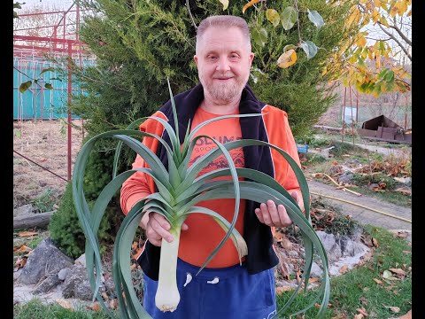 Видео: Умный сад - в гостях у Николая Курдюмова.