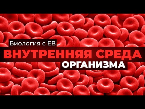 Видео: Внутренняя среда организма человека. Серия углубленных лекций для ЕГЭ по биологии 2024