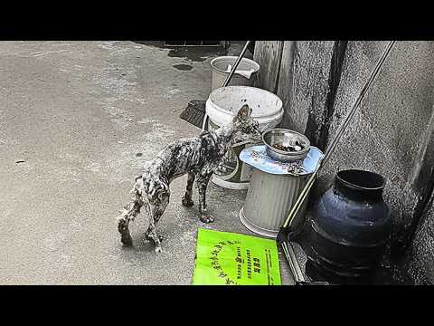 Видео: В мой двор забрела бездомная кошка, худая как бумага, и я боюсь, что она вот-вот упадёт.