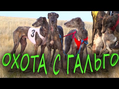Видео: ОХОТА С ГАЛЬГО