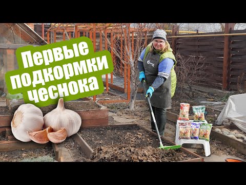 Видео: Чем подкормить чеснок весной? Листья больше не будут желтеть!