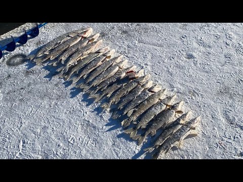 Видео: Наш первый лёд🧊🎣ловим щуку на Сакмаре  в -25 😱🥶