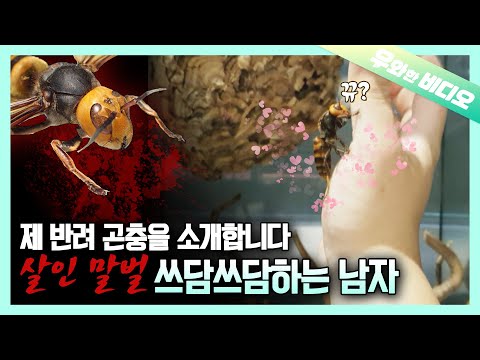 Видео: Опасная для жизни оса становится прелестной на руках