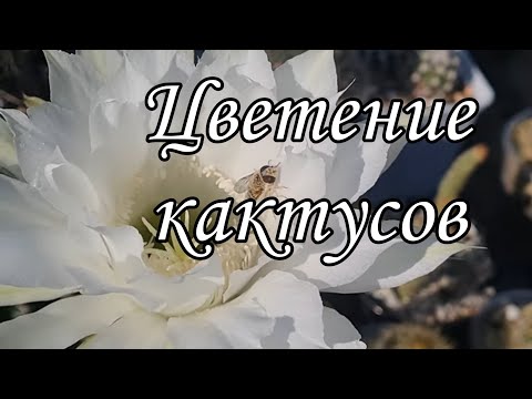 Видео: Как цветут мои кактусы #cactus