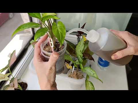 Видео: Комнатные растения: полив/ пересадка 🪴🪴🪴🪴🪴🪴