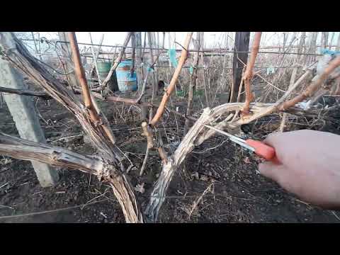 Видео: Показываю, как нужно готовить кусты винограда к перепрививке весной