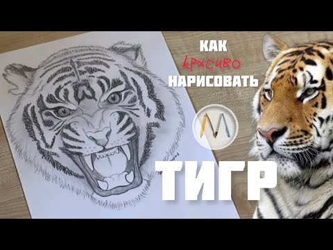 Видео: Как нарисовать АМУРСКОГО ТИГРА / Amur tiger drawing
