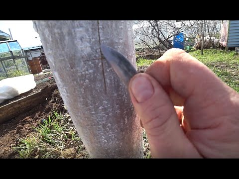 Видео: Прививка яблони для чайников