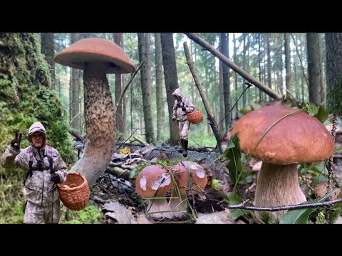 Видео: Корзина грибов за час! #мавасе #грибочки #грибалка #грибыленобласть #опята #подосиновики 