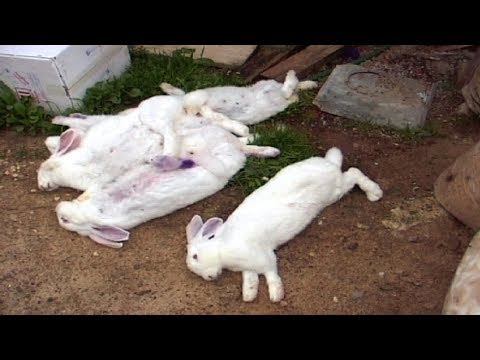 Видео: ЦИТРОБАКТЕР кроликов победил/ Смертоносная погода