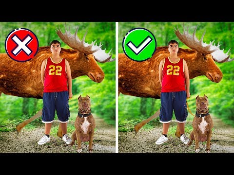 Видео: Как действовать, если вы встретили лося