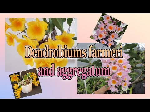 Видео: Дендробиумы farmeri & aggregatum (lindleyi) Секция Callista