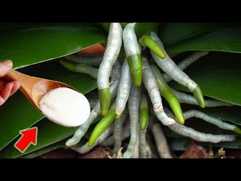 Видео: Налейте 1 ложку в корень! Внезапно орхидея распускается множеством чудесных цветов!