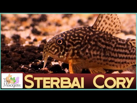 Видео: Всё о Стербае Коридорасе: коренастом любимце Кориса!!