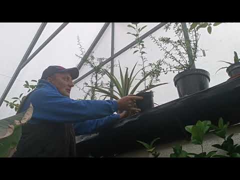 Видео: Лаврове листя хоче цвісти .