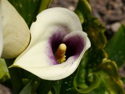 Видео: Как заставить цвести Зантедески (цветную Каллу) в кашпо