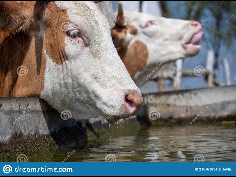 Видео: Как удержать удой зимой,не потратив ни копейки?