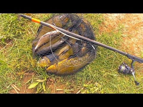 Видео: КРУПНЫЕ РЫБИНЫ НА ПОПЛАВОЧНУЮ УДОЧКУ КЛЮЮТ! ЛОВЛЯ ЛИНЯ ЛЕТОМ! Рыбалка на поплавок в камышах с лодки