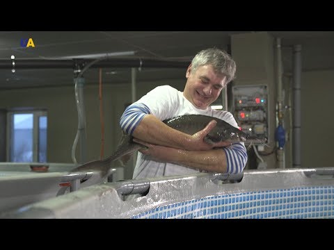 Видео: Осетры Карпия | Моя земля