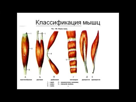 Видео: ВВЕДЕНИЕ В МИОЛОГИЮ