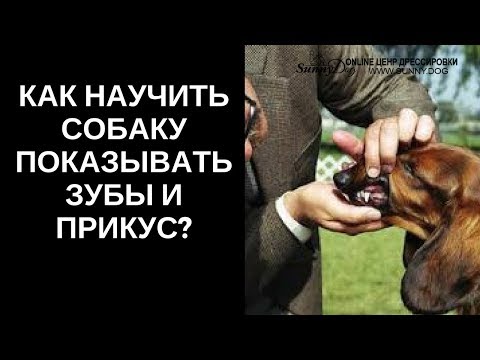 Видео: Как научить собаку показывать зубы и прикус. Команда зубы. Как правильно показать зубы на выставке