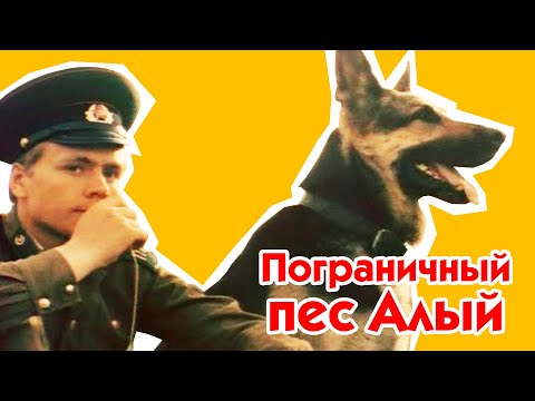 Видео: Пограничный пес Алый (1979)