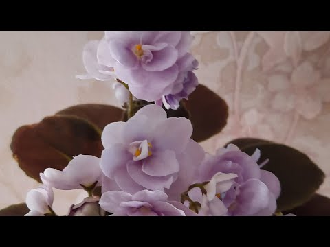 Видео: Обзор цветущих фиалок с названием 