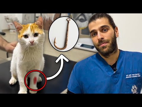 Видео: ТЯЖЕЛО РАНЕННЫЙ КОШКА! (Крюк застрял в его ноге!)
