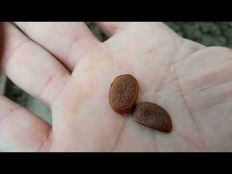 Видео: Як я сію насіння ХУРМИ.