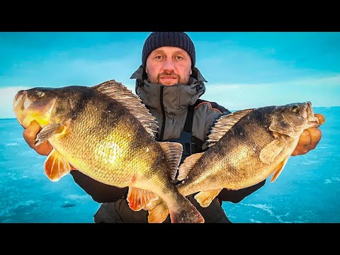Видео: ВОТ ЭТО РАЗМЕР! ЛОВЛЯ ОКУНЯ НА БАЛАНСИР! Зимняя рыбалка 2021 /горбачи/  рыбалка зимой.