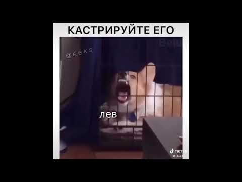 Видео: знаки зодиака как мемы из TikTok |