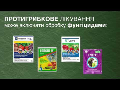 Видео: ПРОЄКТ "СТАЛЕВІ МАГНОЛІЇ". Модуль 4. Шкідники та хвороби у закритих та відкритих ґрунтах