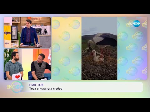 Видео: НИК ТОК: Най-любопитното от социалните мрежи - „На кафе“ (16.04.2025)