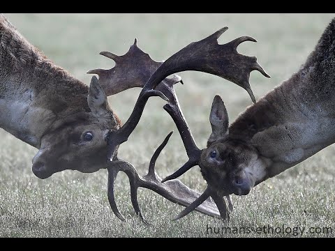 Видео: Нужно ли защищать чужих женщин ?