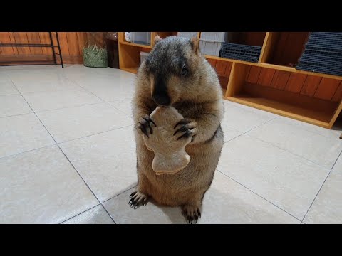 Видео: ущипнуть сурка за щеку, я должен заплатить за рыбу